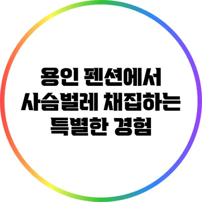 용인 펜션에서 사슴벌레 채집하는 특별한 경험